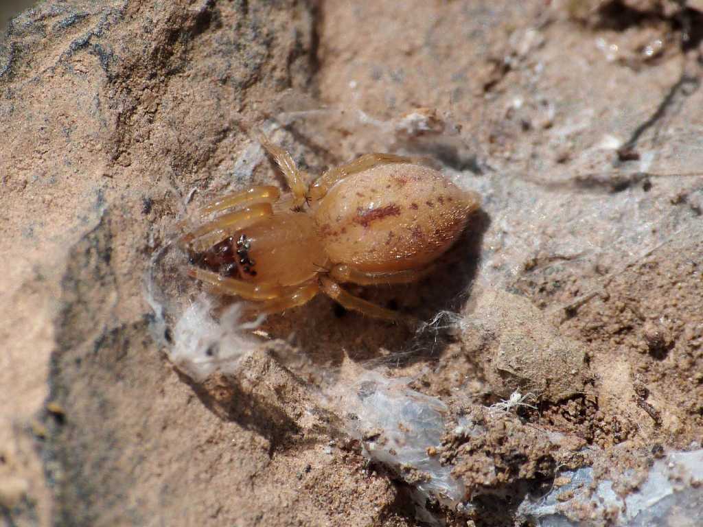 Giovane Clubiona sp. sotto una pietra - Tolfa (RM)